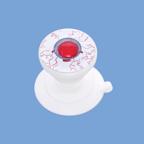 Kapsloreksis Eitimi in